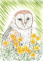 Barn Owl and Buttercups